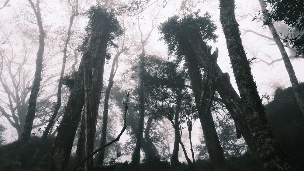 img of 知本林鐵三號索道發送站